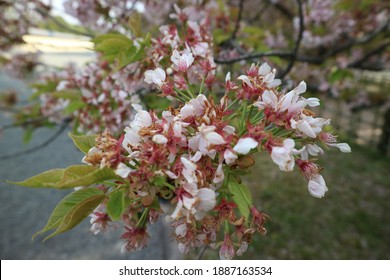 Sakura Flower Blooming In Kyoto Imperial Palace Park