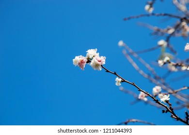 Sakura flower blooming on blue sky background. - Shutterstock ID 1211044393