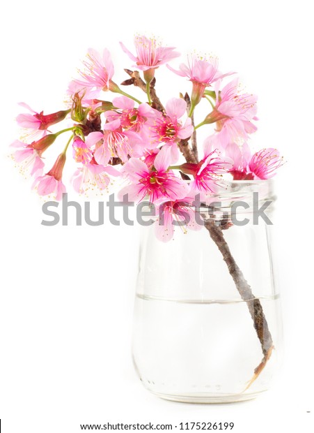 Sakura Flower Glass Vase Water Isolated Stock Photo Edit Now