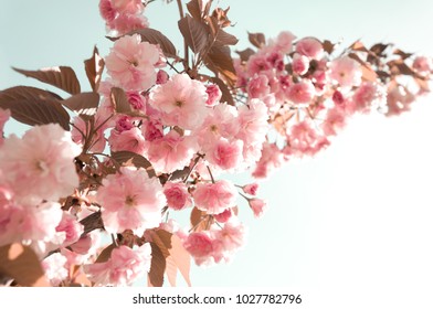 Sakura. Flowering branch of a cherry on a light pastel background. Beautiful spring blossoming garden cherries. Easter. Spring. Vintage photo, greeting card. Soft focus. - Shutterstock ID 1027782796