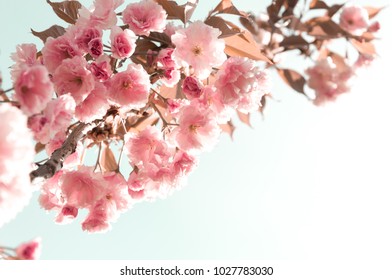 Sakura. Flowering branch of a cherry on a light pastel background. Beautiful spring blossoming garden cherries. Easter. Spring. Vintage photo, greeting card. Soft focus. - Shutterstock ID 1027783030