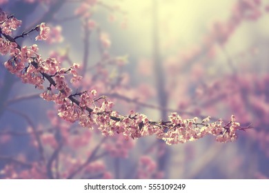
Sakura flowers. - Shutterstock ID 555109249