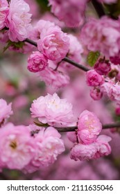sakura flowers background. amond pink flowers