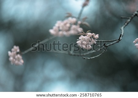 Decoration with baby’s breath and glass vase in front of pink background