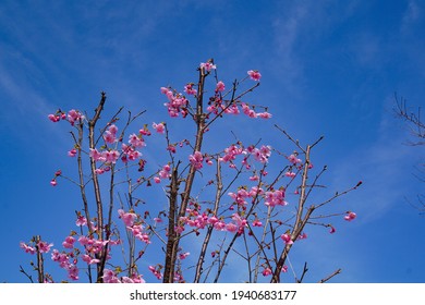 Sakura Flowers And Blue Sky, Akishima Cherry Blossoms