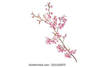 Sakura flowers, a branch of wild Himalayan cherry blossom pink flowers with young leaves budding on tree twig isolated on white background with clipping path. - Shutterstock ID 2251102075