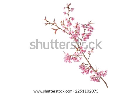 Sakura flowers, a branch of wild Himalayan cherry blossom pink flowers with young leaves budding on tree twig isolated on white background with clipping path.
