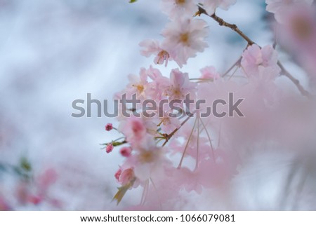 Similar – Cherry blossom | pink ornamental flower