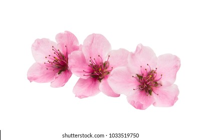 Sakura Flowers Isolated On White Background Stock Photo 1033519750 ...