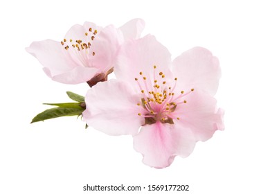 sakura flowers isolated on white background - Shutterstock ID 1569177202