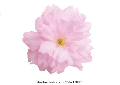 Sakura Flowers Isolated On White Background