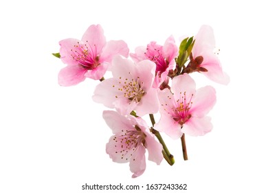 Sakura Flowers Isolated On White Background