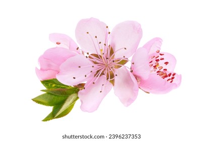 sakura flowers isolated on white background
