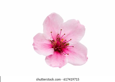 337,589 Sakura tree white background Images, Stock Photos & Vectors ...