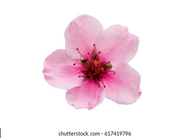 1,149,931 Cherry blossom flowers Images, Stock Photos & Vectors ...