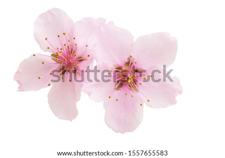 Sakura flowers isolated on white background
