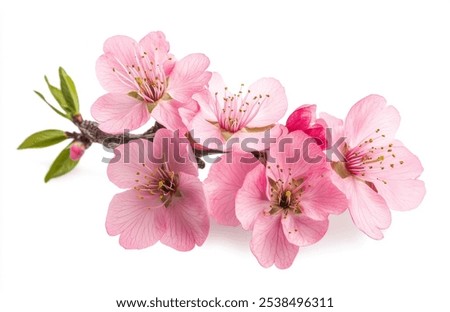 Similar – Image, Stock Photo cherry blossom