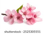 sakura flowers isolated solated on White Background – High Resolution