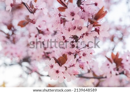 Sakura flowers pink soft blurred focus. Blossoming apple tree, spring background, tenderness of natural natural eco cosmetics. pink cherry blossom in spring
