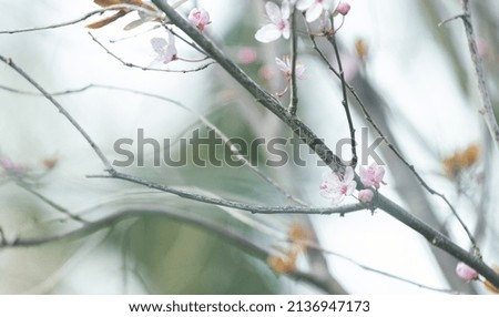 Similar – Cherry blossom | pink ornamental flower