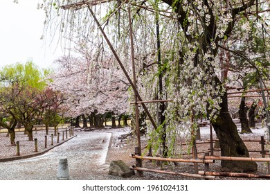 Sakura Full Bloom At Matsumoto Castle, Nagano Prefecture, Japan.