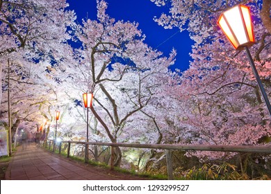 
Sakura Full Blooms At Takato Castle Ruin In Nagano, Japan.