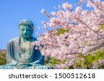 Sakura of the Great Buddha of Kamakura and full bloom