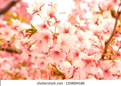 Sakura of Japan - Shutterstock ID 1358004188