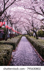 Sakura In Japan