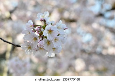 Sakura, Japanese Beautiful Flower