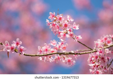 sakura Japanese or Thailand's Cherry Blossom at Phu Lom Lo, Phu Hin Rong Kla National Park in Phitsanulok,thailand - Shutterstock ID 1319677313