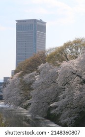 Sakura in Kajo Park, Yamagata Castle Ruins (Yamagata City, Yamagata Prefecture)