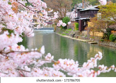 Sakura In Kyoto