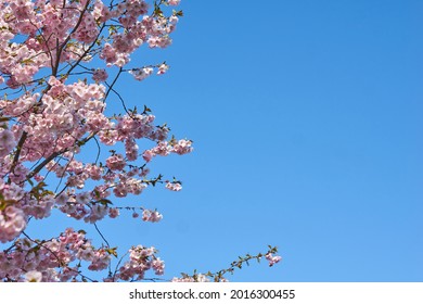 Sakura, Pink cherry blossom on background blue sky. Space for text. High quality photo - Shutterstock ID 2016300455