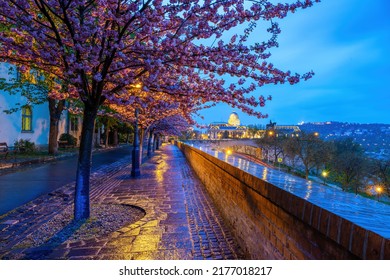 Sakura At Tóth Árpád Promenade In Budapest