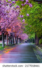 Sakura At Tóth Árpád Promenade In Budapest