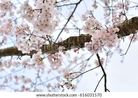 Similar – Der Frühling ist rosa. II