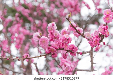 Sakura Scenery In Hakodate In Spring