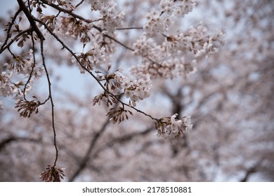 Sakura Scenery In Hakodate In Spring