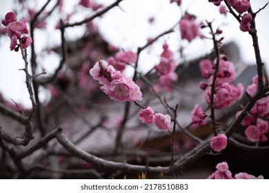 Sakura Scenery In Hakodate In Spring