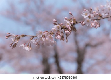 Sakura Scenery In Hakodate In Spring