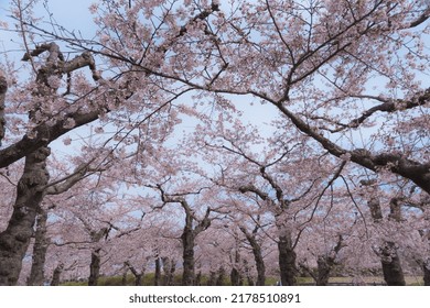 Sakura Scenery In Hakodate In Spring