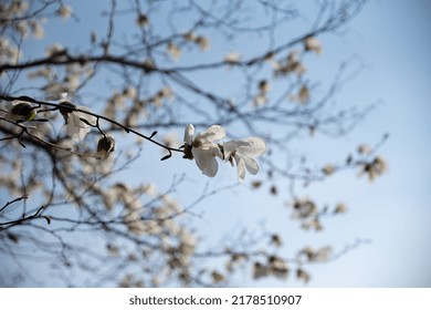 Sakura Scenery In Hakodate In Spring