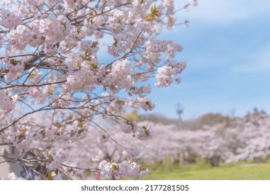 Sakura Scenery In Matsumae In Spring