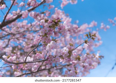 Sakura Scenery In Matsumae In Spring