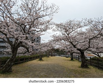 Sakura Scenery In Spring Time