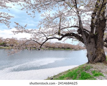 Sakura Season in Hirosaki Park Aomori Japan