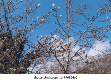 Sakura Season In Kyoto Imperial Palace Park 