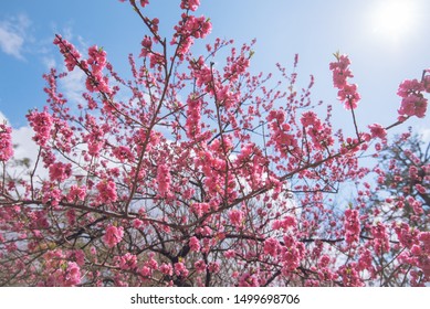 Sakura Season In Kyoto Imperial Palace Park 