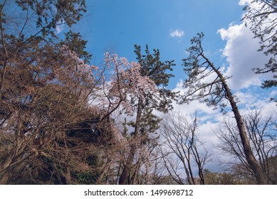 Sakura Season In Kyoto Imperial Palace Park 